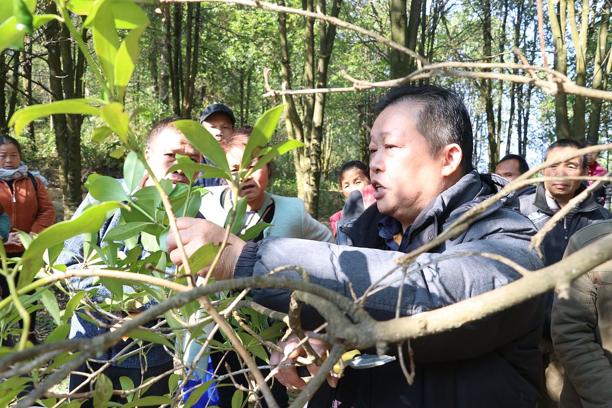 请帮我写1篇不少于750汉字的博客文章语言要幽默接地气。主题是：嫁接的优点大全嫁接育苗的作用及好坏处
