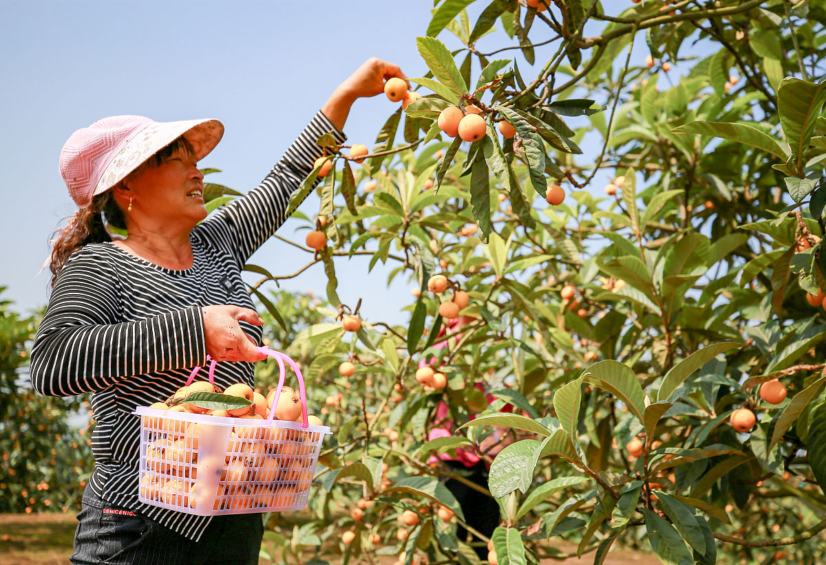 金果兴农团队在榕江县村超现场免费送枇杷次果果汁