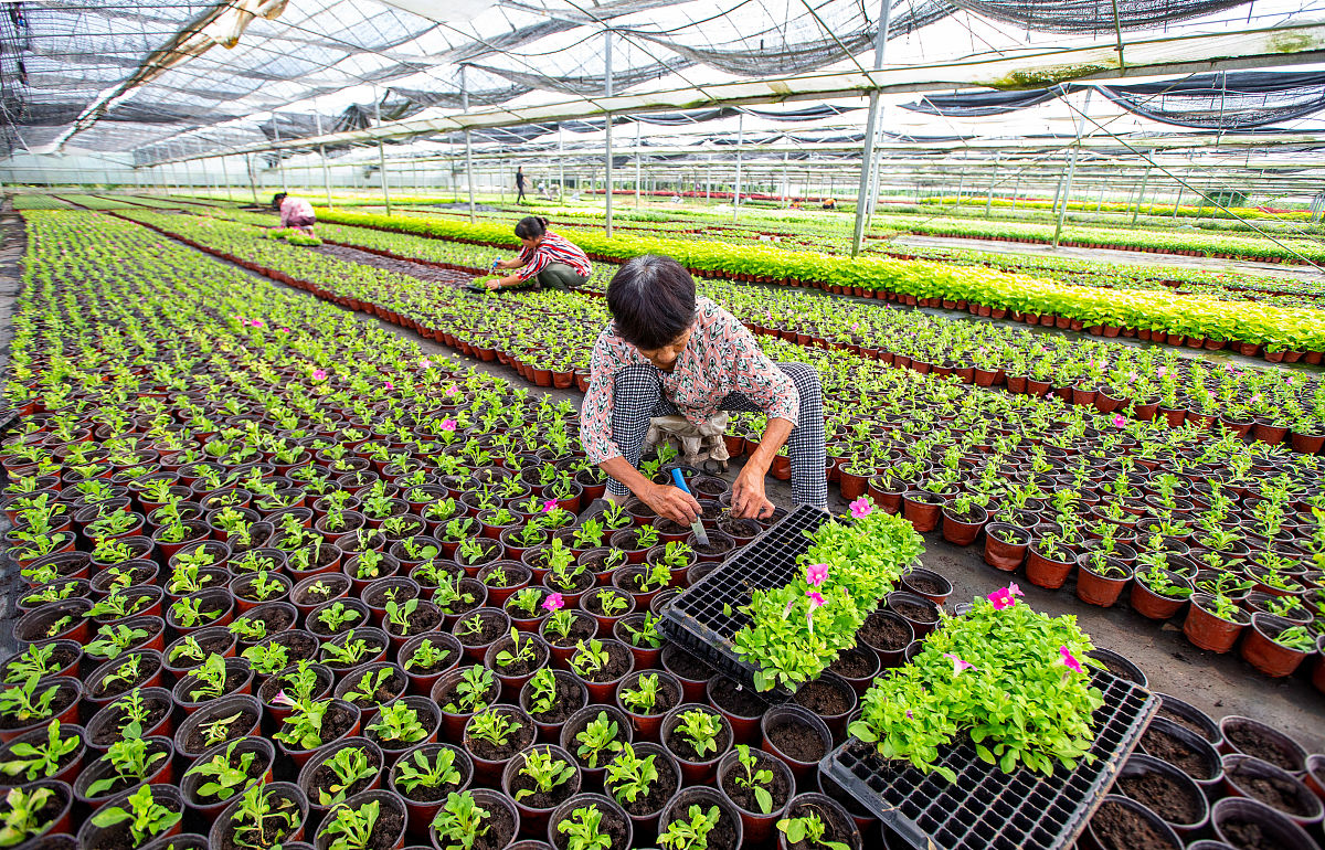 作物栽培学与耕作学博士申请：研究方向与贡献