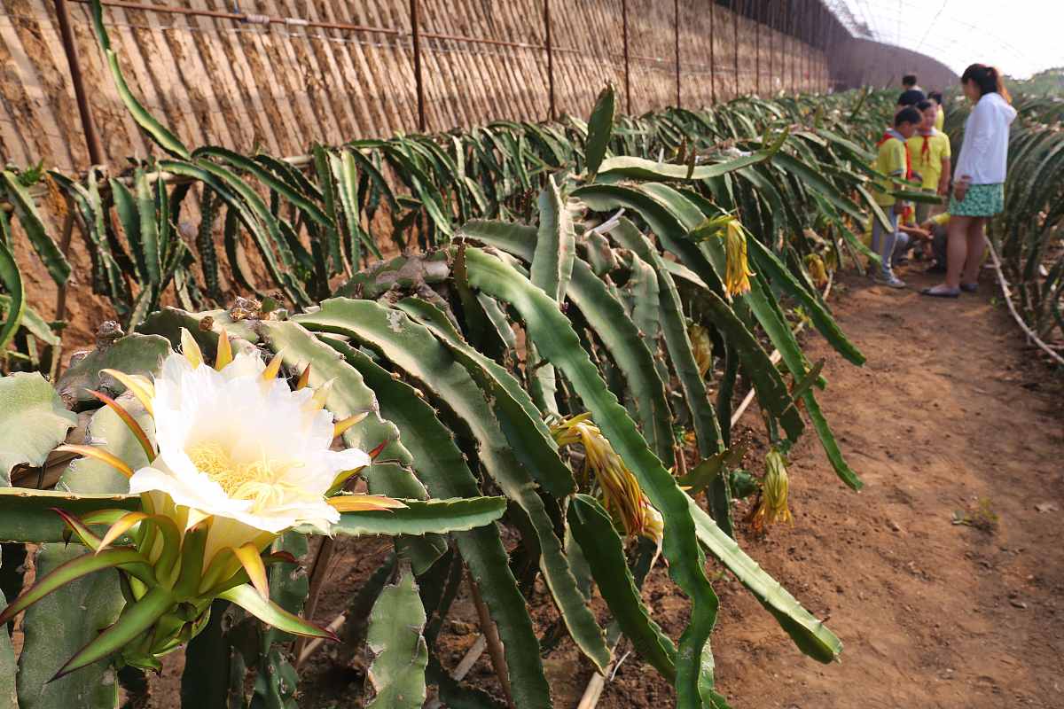 上架火龙果重要属性