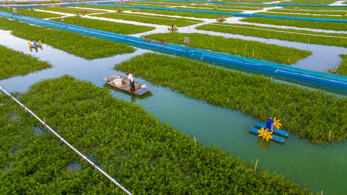 种植与养殖模式结合发展：提高农业生产效益的有效途径