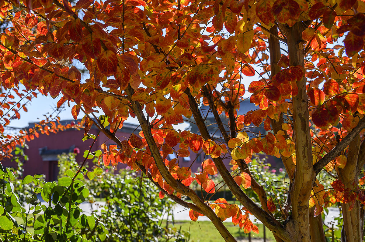 写一首关于梧桐的现代诗
