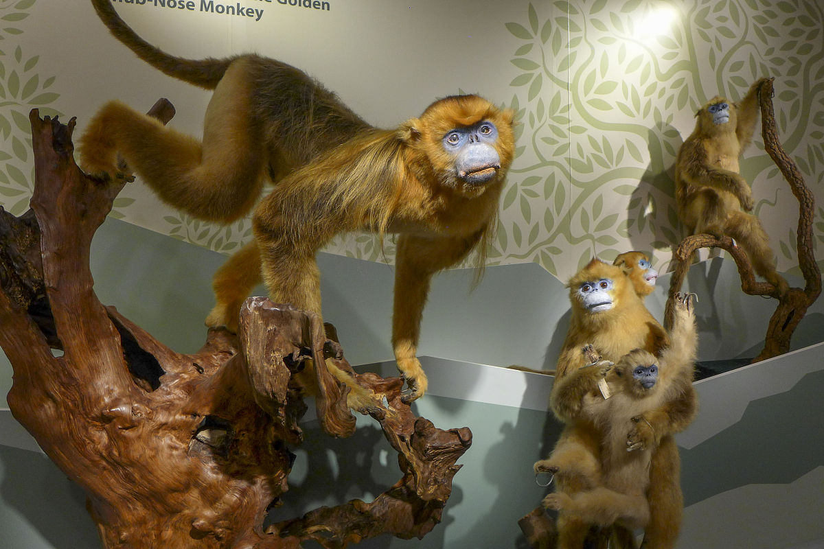 马猴的营养价值、药用价值及生态意义