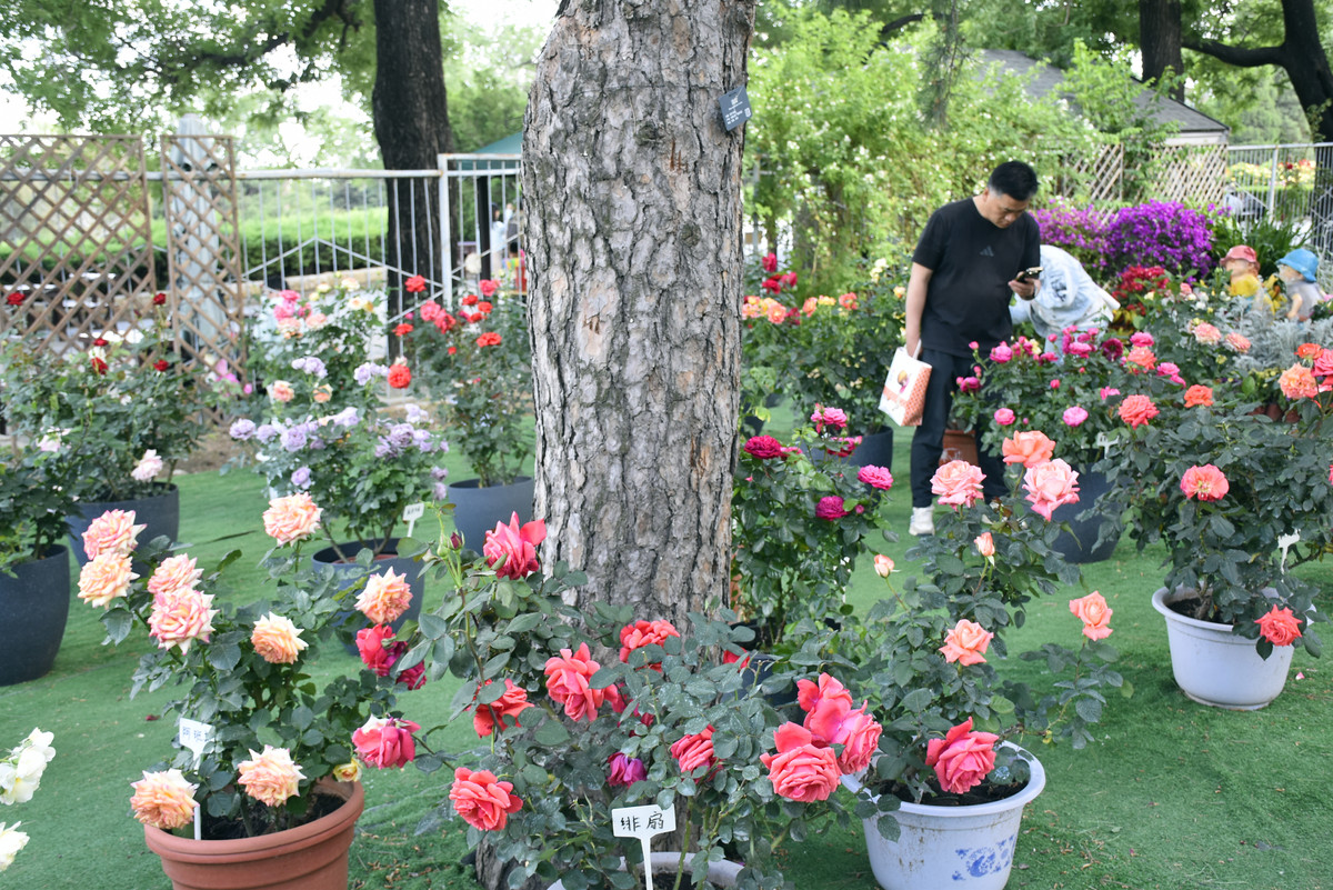 适合种植在大连庭院的地栽花卉里造景