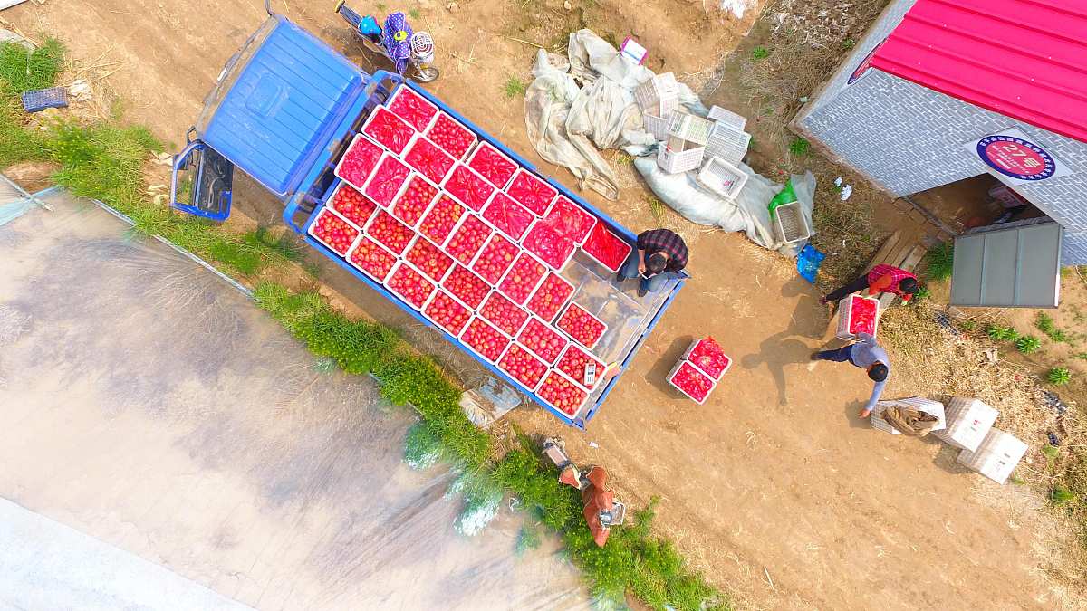 阐述九头仙艾公司的品牌推广策略800字