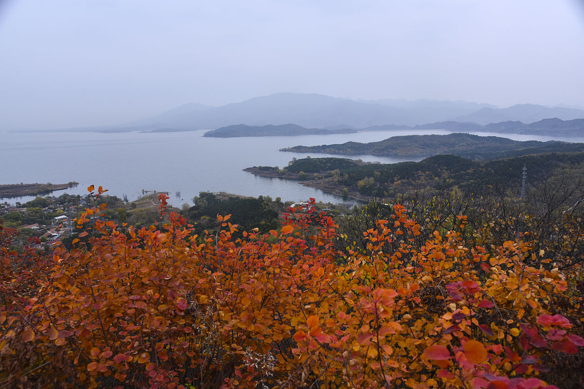 2019年11月2日,北京秋雨落落洒洒,密云水库地域黄栌红叶红似火,满山层