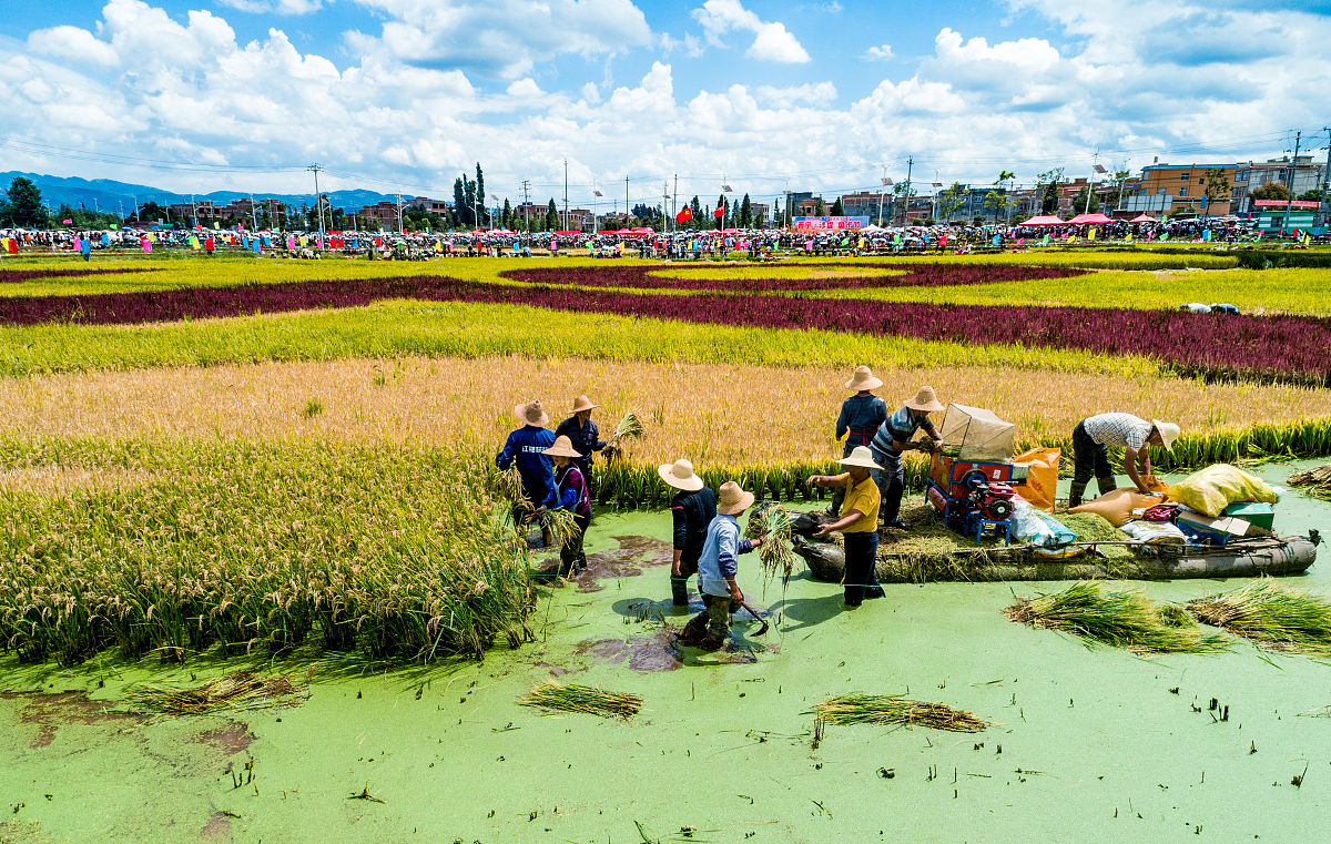 洱海边农民田间种植现状：保护与生计的平衡