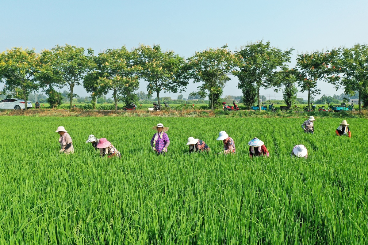 大国小农是中国的基本国情对不对