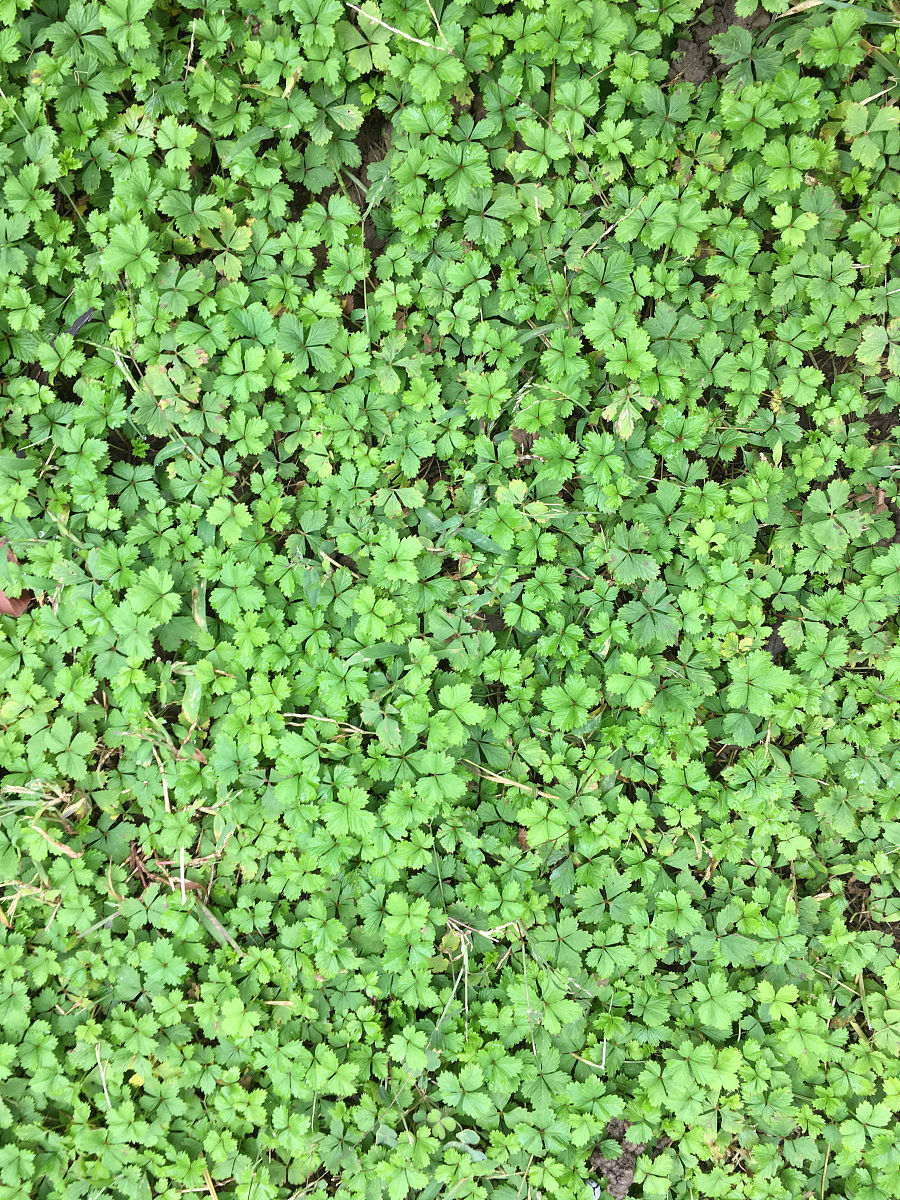 西双版纳职业技术学院园林技术专业怎么样？| 就业前景、教学优势、学习氛围分析