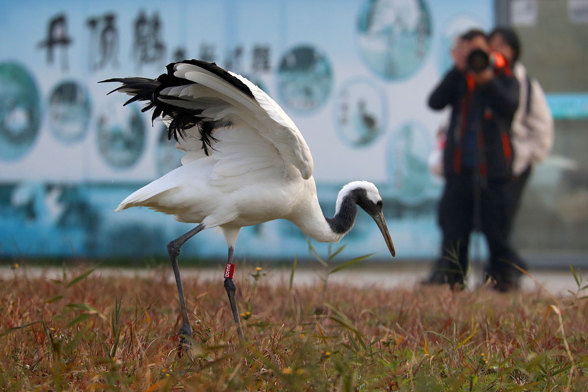 丹顶鹤app高保真原型图及展示文字说明