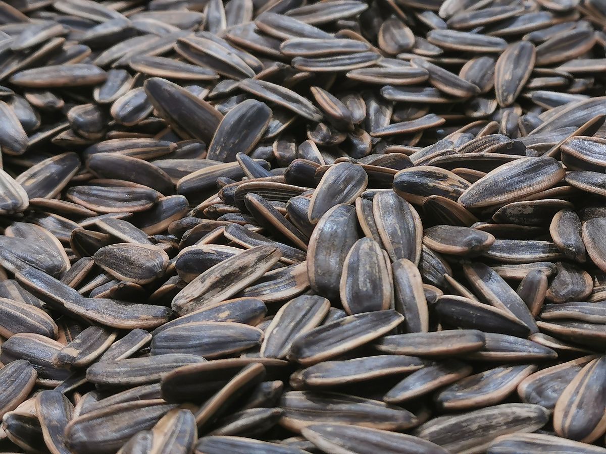 寿光瓜子哪里炒的好吃回答加拓展。