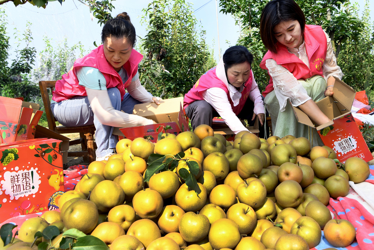 岑巩县文旦柚销售策略分析：提升品牌影响力，增加农民收入