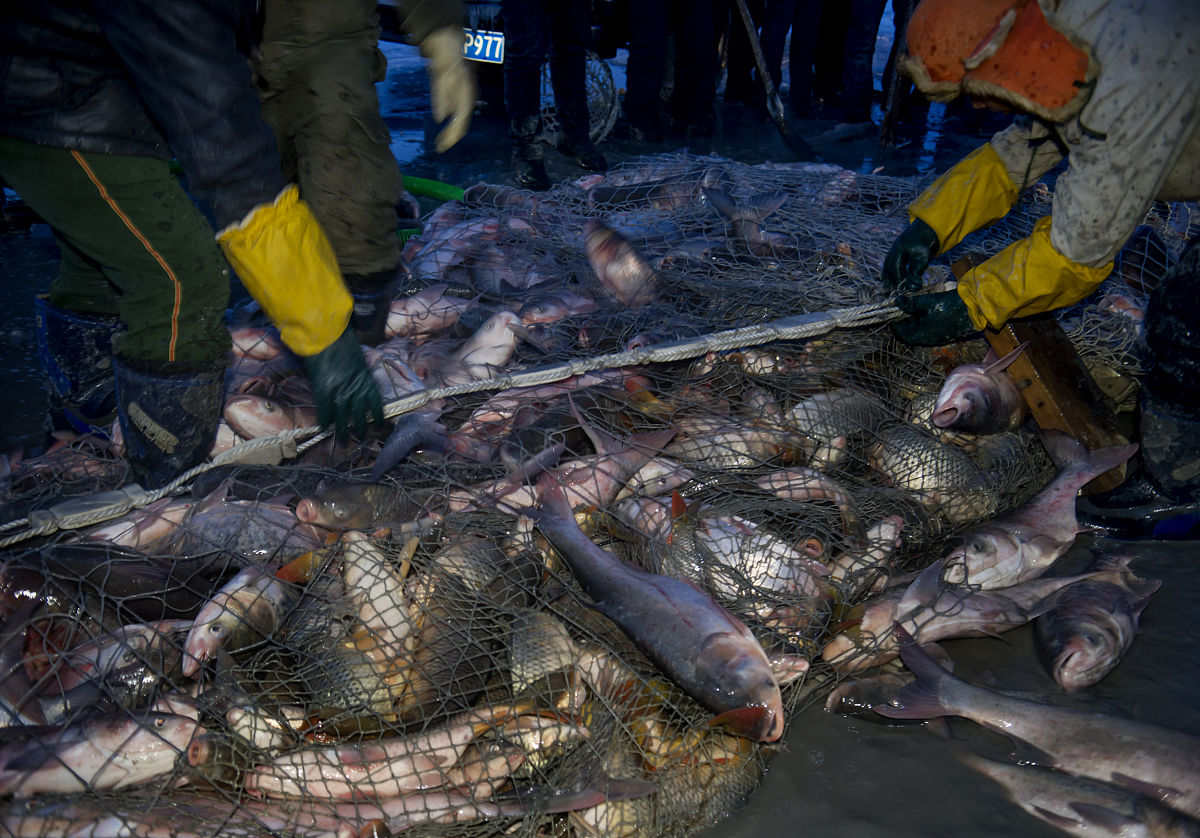 北极鲶鱼炫富事件：争议与反思