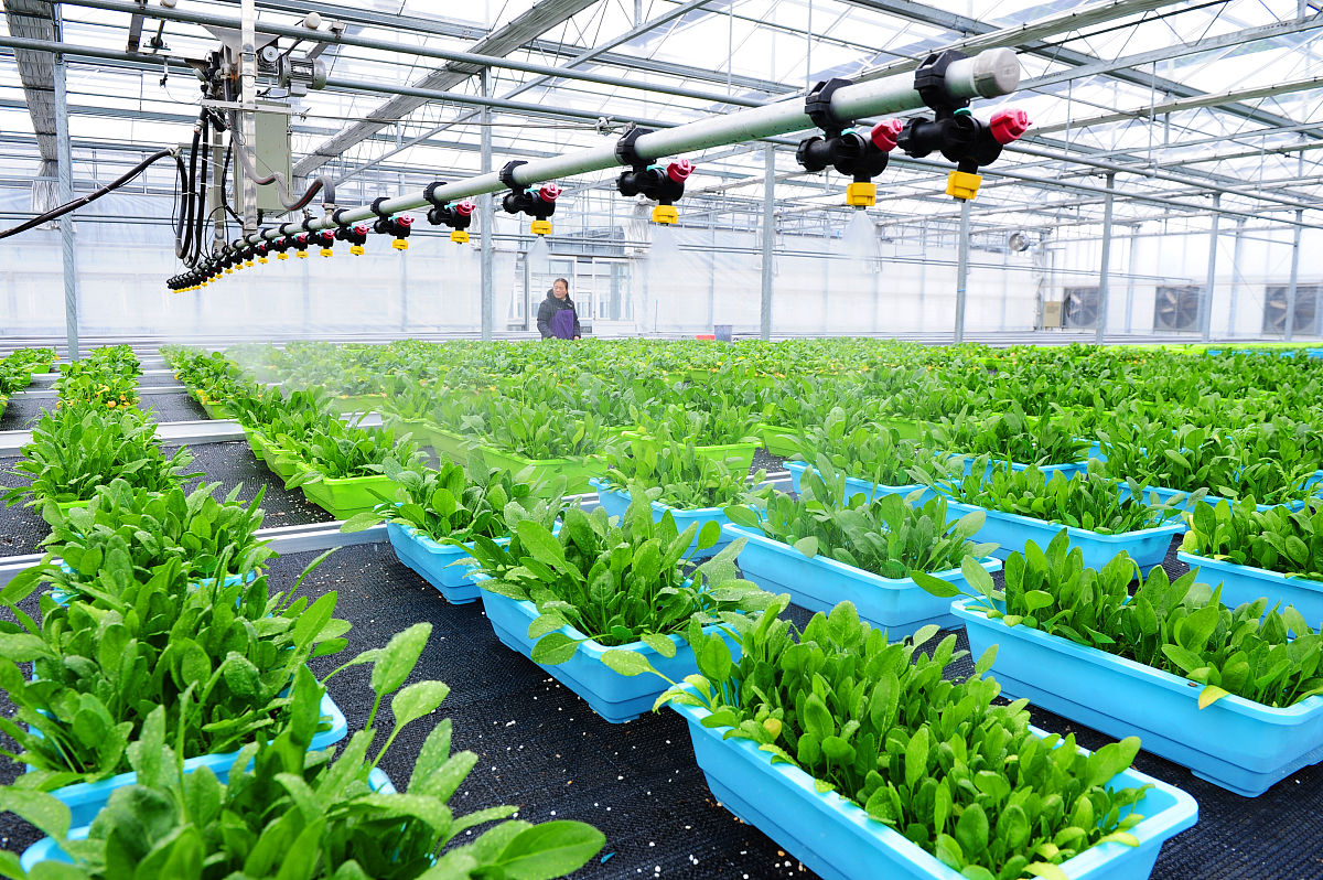 帮我写一个蔬菜大棚的创新项目蔬菜大棚创新项目：智能化自动化控制系统随着人们对健康饮食的关注度不断提高蔬菜的种植需求也日益增加。然而传统的蔬菜种植方式存在着许多问题如人工作业效率低、管理难度大、资源浪费等。因此智能化自动化控制系统的出现能够解决这些问题提高蔬菜种植的效率和品质。该系统主要由以下几个部分组成：1环境监测：通过传感器实时继续