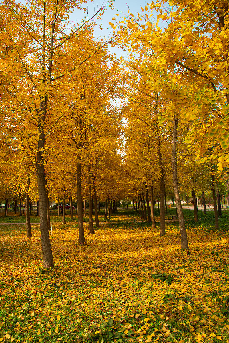 石家庄3+2专业大学推荐：河北经贸大学、河北师范大学等