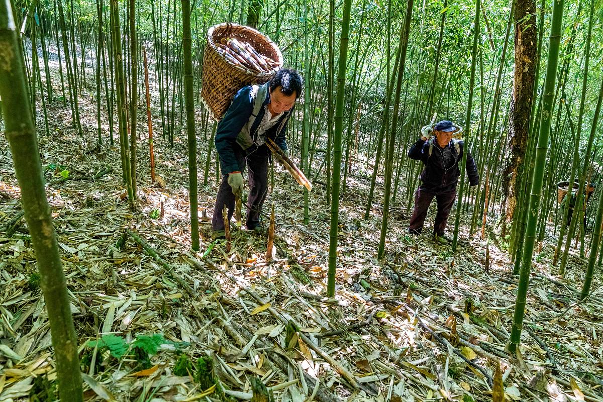调研竹产业建设情况、对林长制工作开展检查、对集体经济发展情况进行视察。