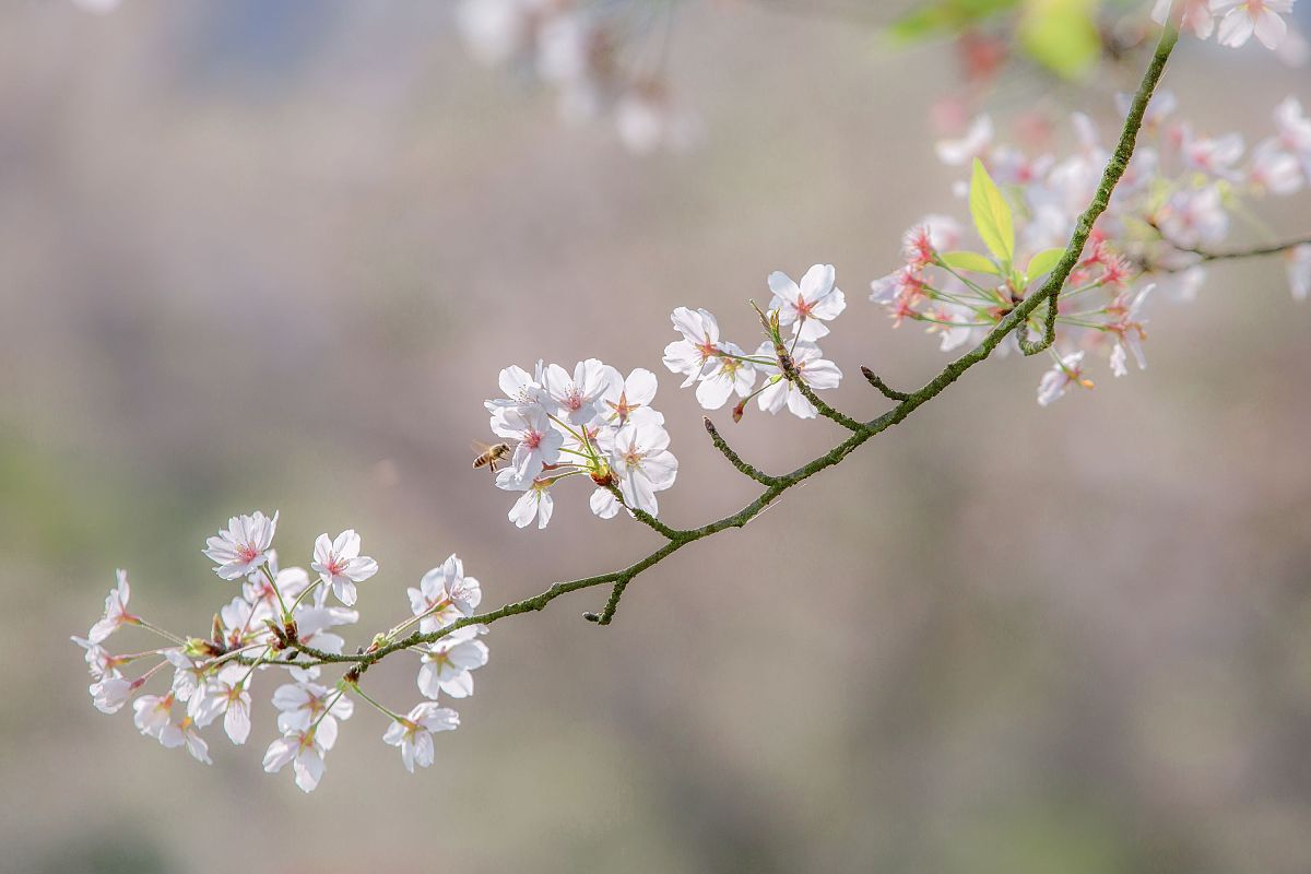 2021年3月20日,江西鹰潭,樱花盛开.