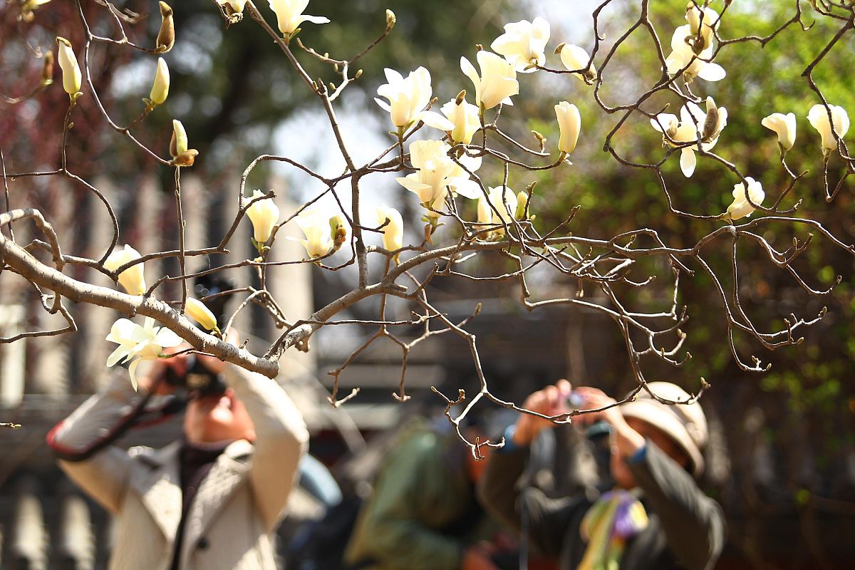 2011年4月2日,一名僧侣被玉兰花美景吸引.当日,一年一度的大觉寺明慧