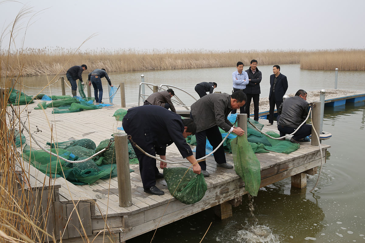 大闸蟹怎么养	1000字