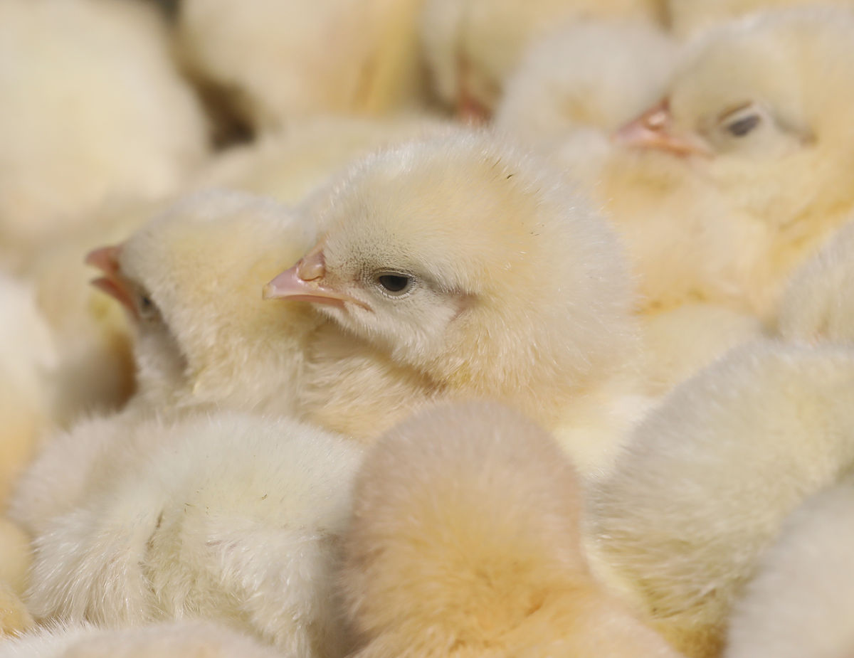 小鸡饲养方法：从饲料到防病全攻略