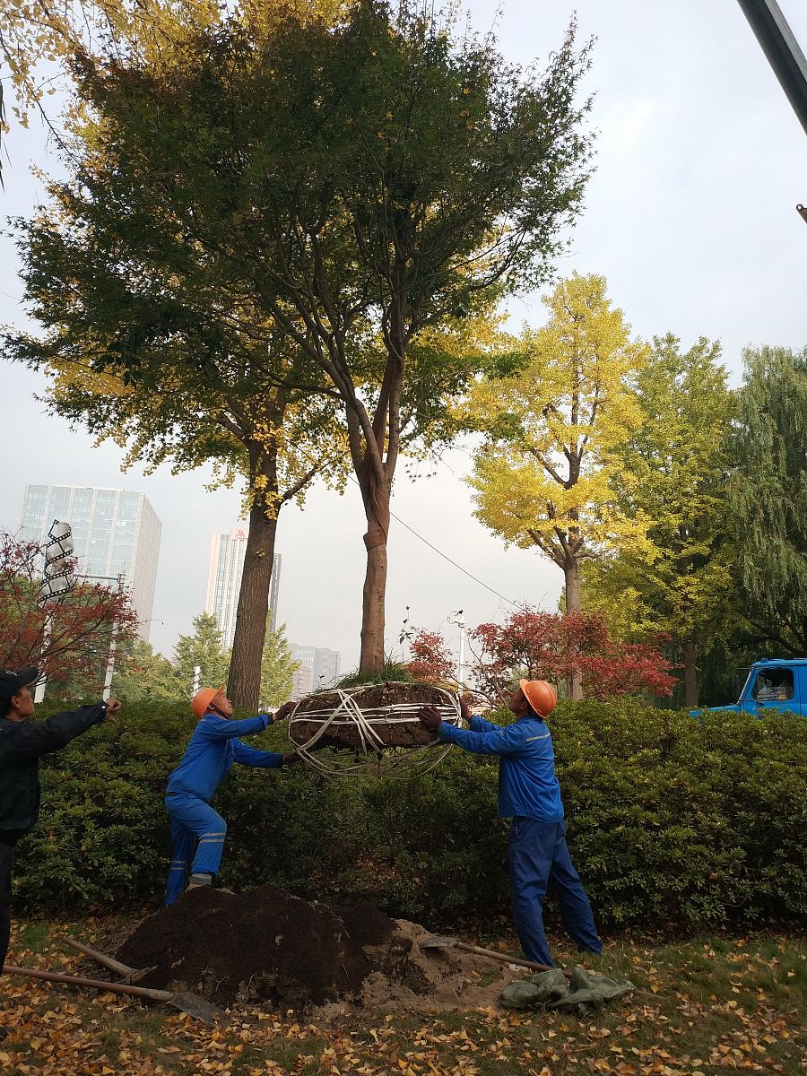 1 闫龙大树移栽技术措施在园林绿化施工中的有效应用J大众标准化202212143-1452 王秀君针叶大树移栽措施与后期管护要点J世界热带农业信息20220542-433 杨国宁王芳北方园林植物反季节大树移栽技术研究J农业与技术202209103-1064 杨琨提高大树移栽成活率的有效措施探讨J石河子科技2022023-45 孔锐张杨大树移栽机曲面挖铲的有限元设计J农业装备与车辆工程2022025