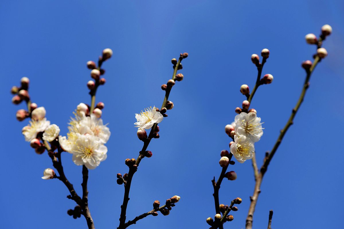2016年3月21日,山东青岛,唐岛湾海滨公园盛开的梅花.