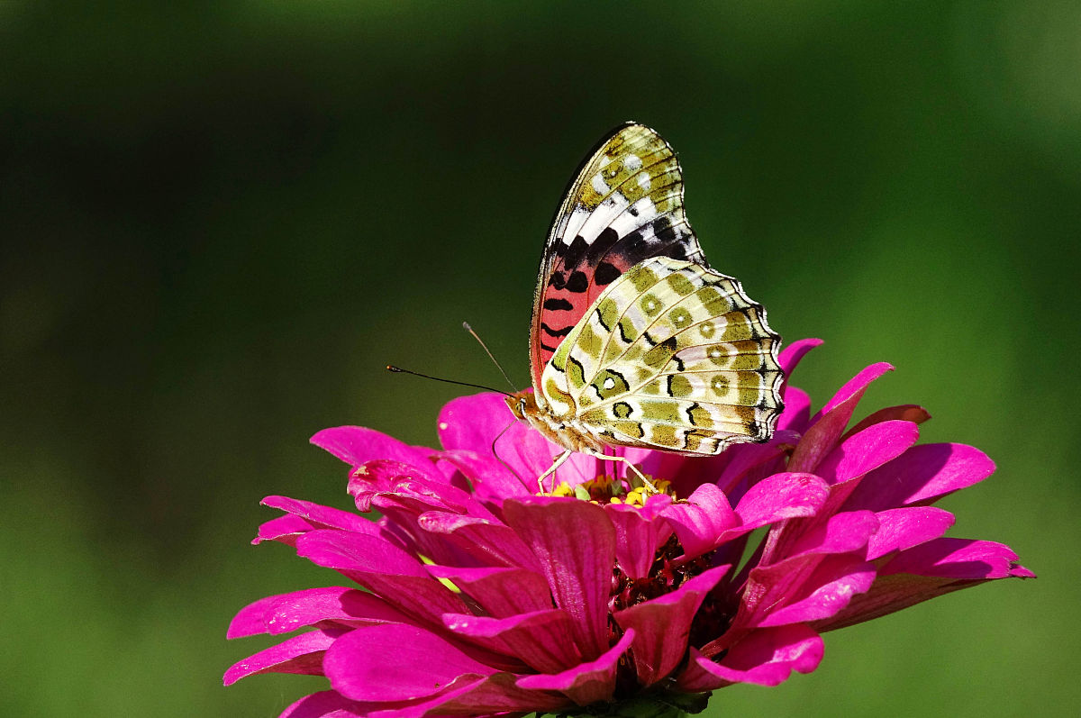 紫云民族职业技术中学2021年招生对象是什么_招初中生吗