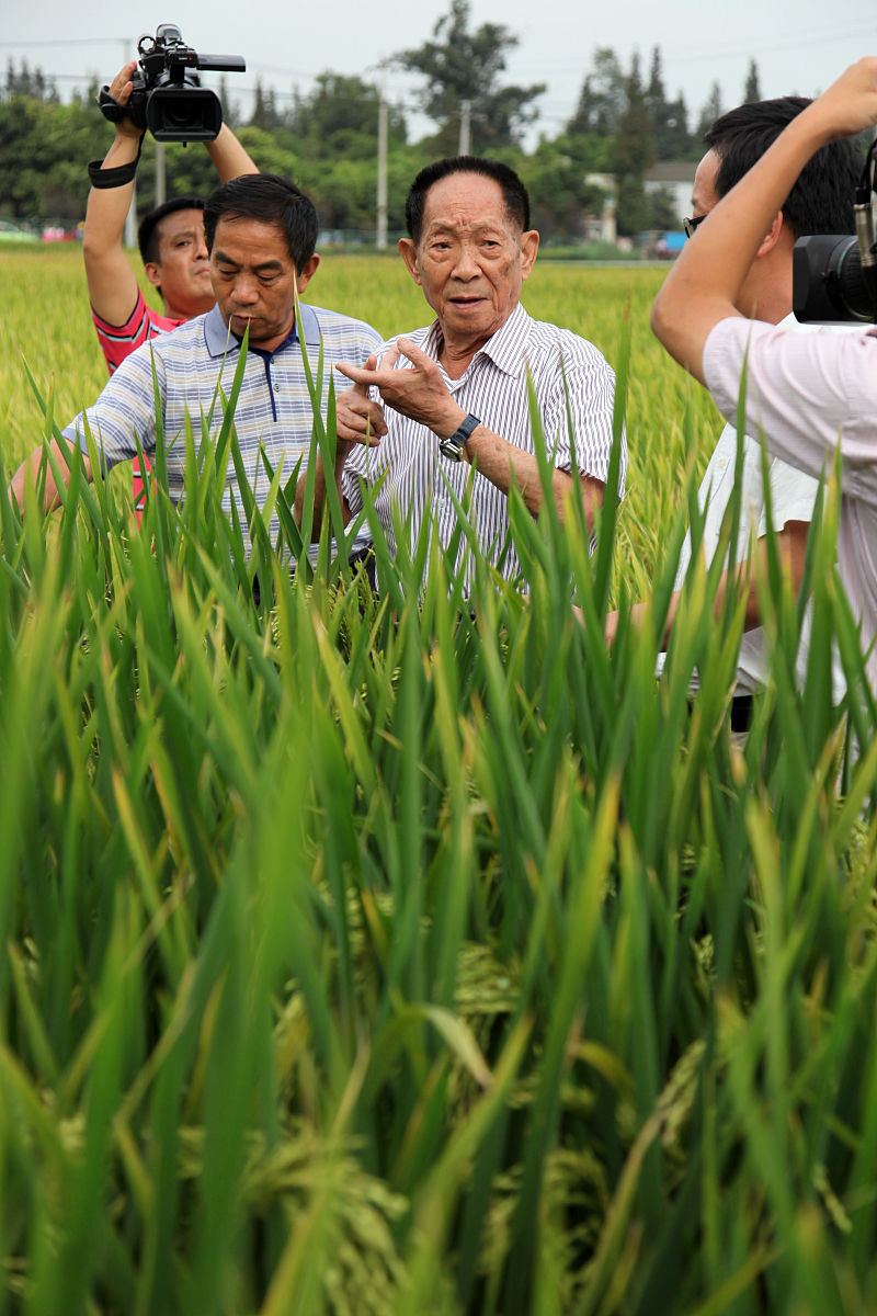 请写一篇下水稻田测数据的心得体会