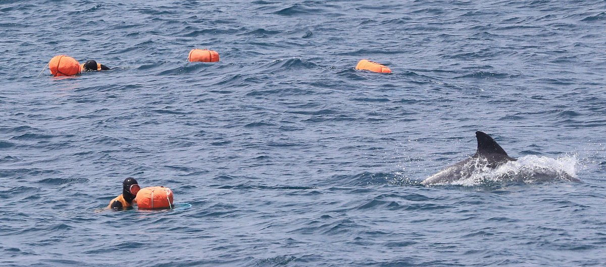 撰写一篇关于纪录片《海豚湾》的观后感要求是大一新生写的出的水平不必太过专业字数要求4000字左右