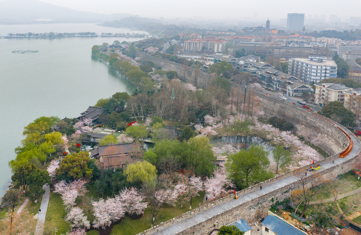 2026年3月26日,江苏南京,玄武湖畔与鸡鸣寺路樱花竞相