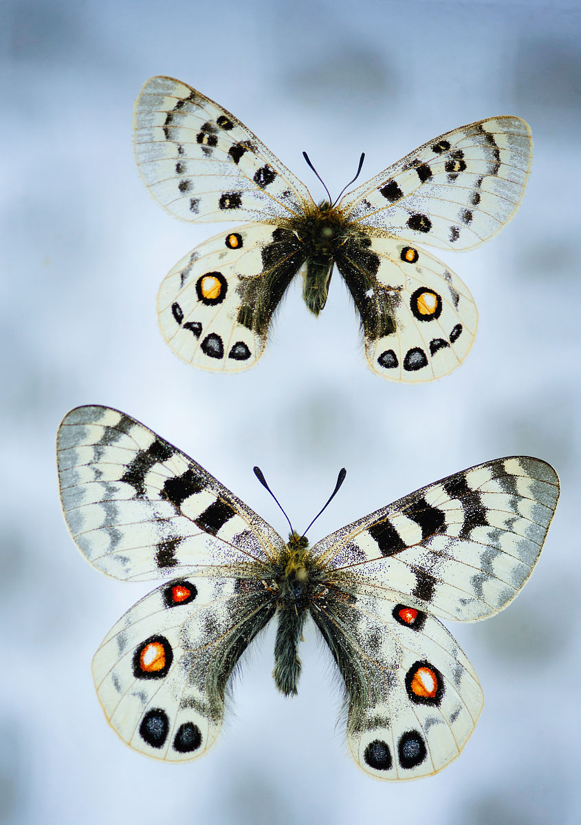 法布尔的生物学著作《昆虫记》的读后感400字