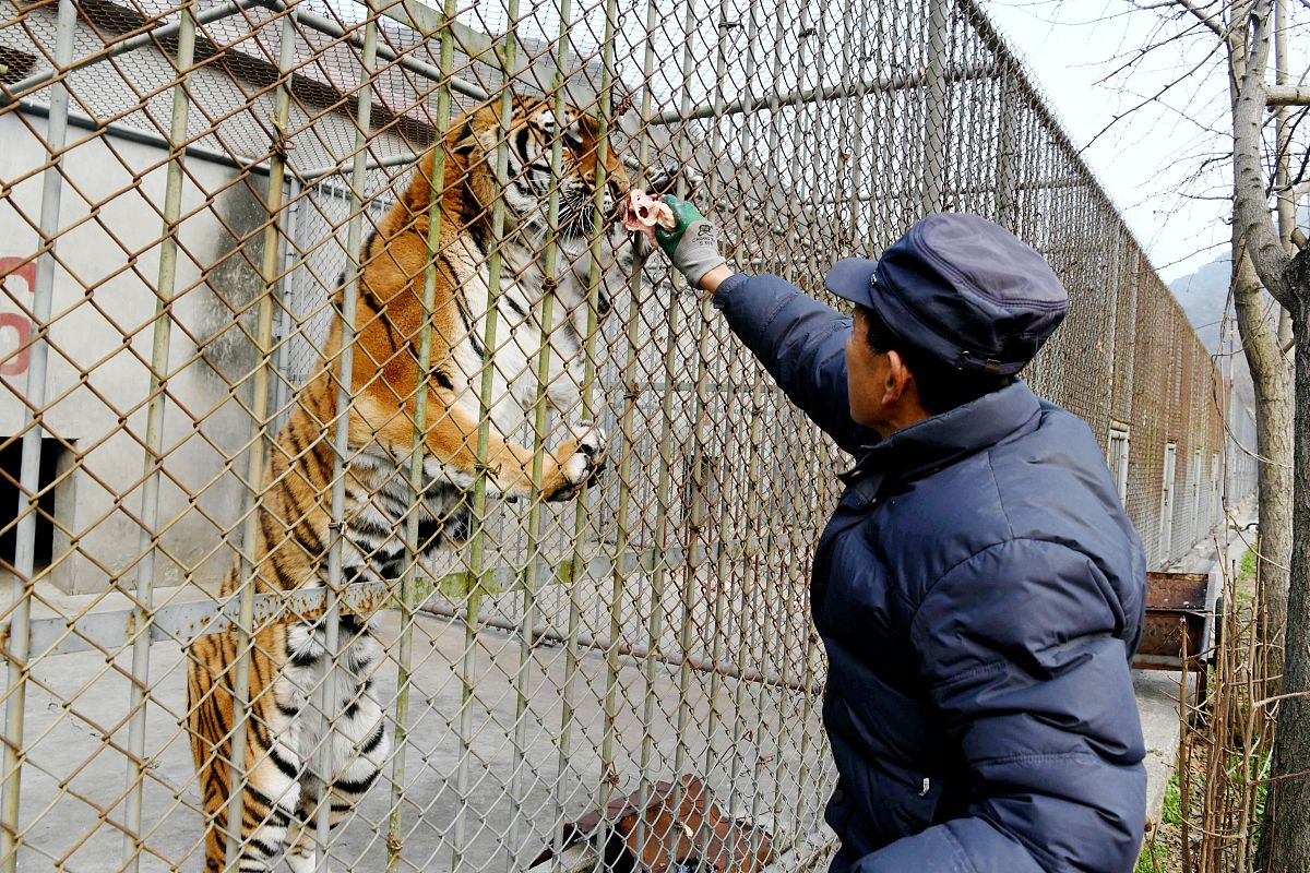 老虎那么凶猛的动物为什么可以驯化