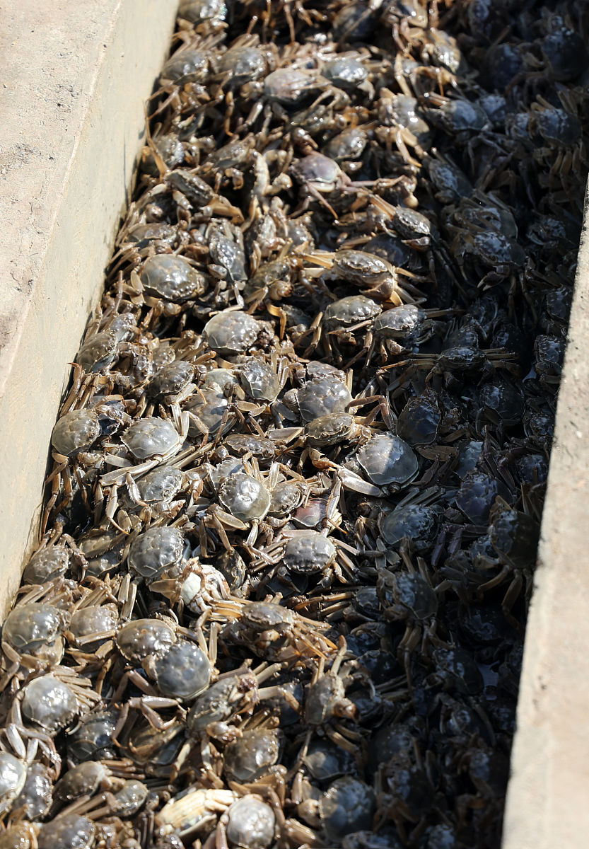 中华绒螯蟹饲料配方设计：提升养殖效益