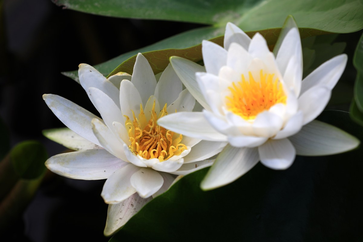 白莲花是什么
