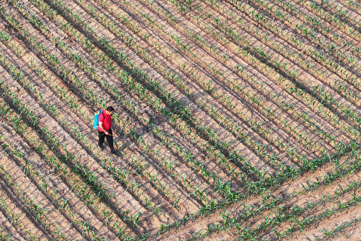 倍绿神在冬枣树上能用吗