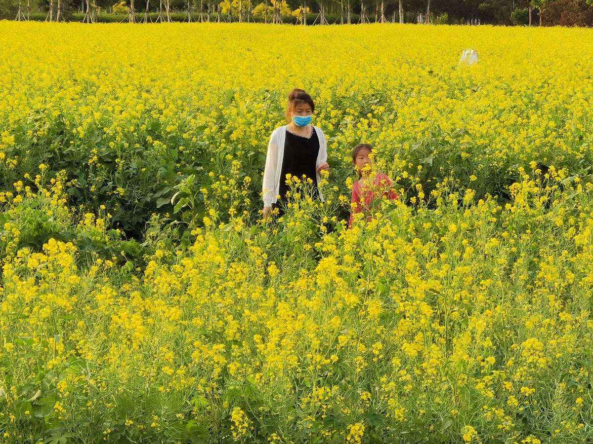 成都郫县五月花2021年联系电话
