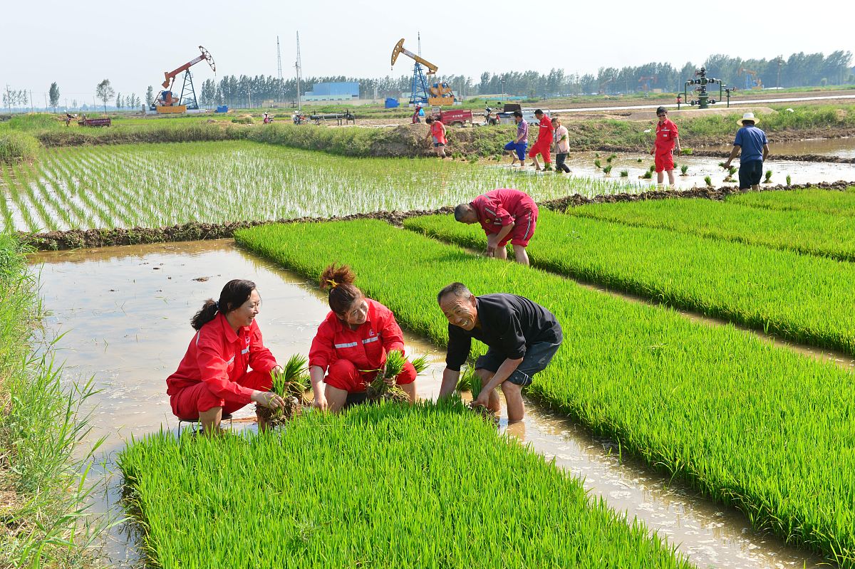 2013年06月13日,河南省濮阳市,中国石化中原油田采油四厂助农帮扶小分