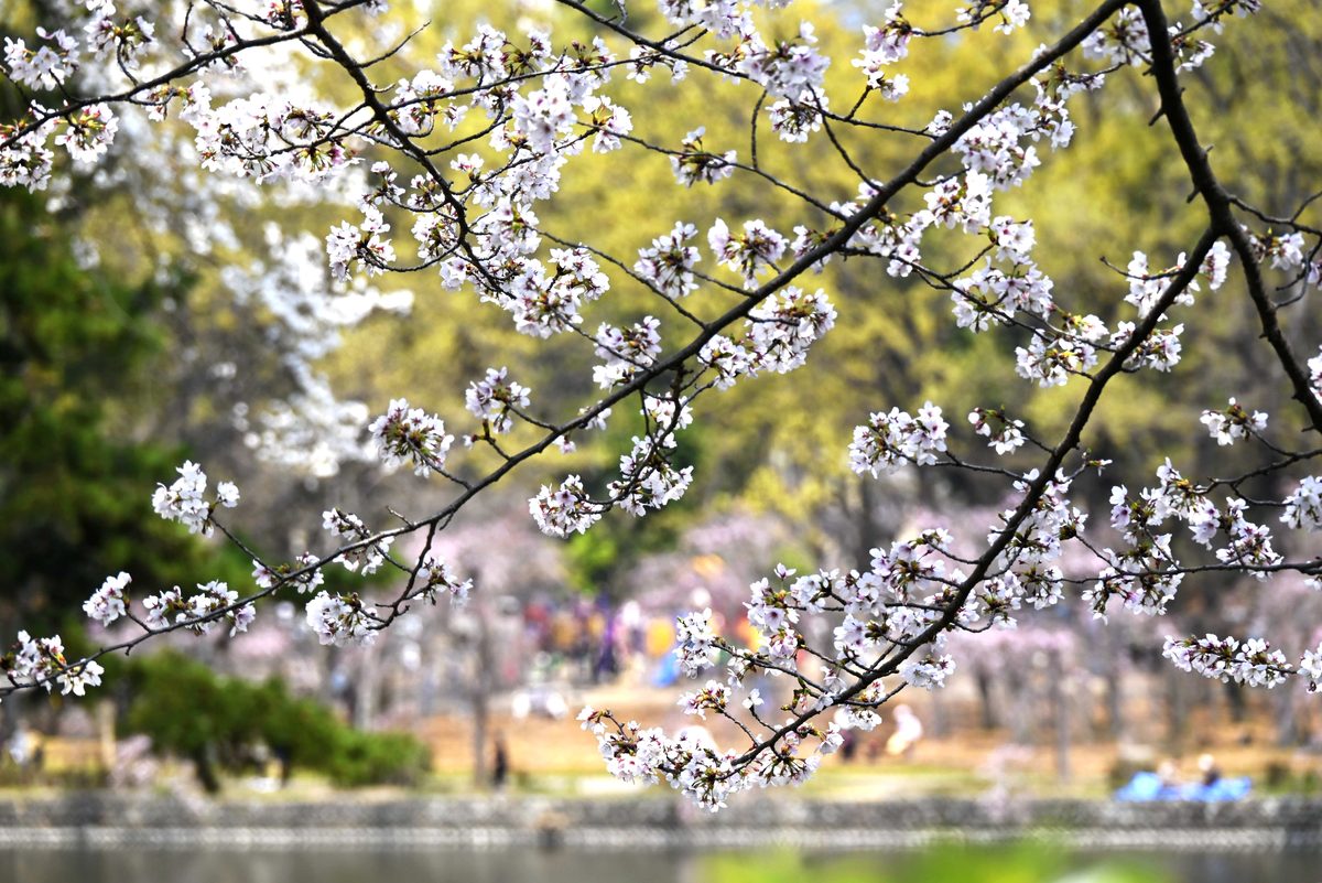 当地时间2026年3月29日,日本名古屋,民众在名古屋城尽