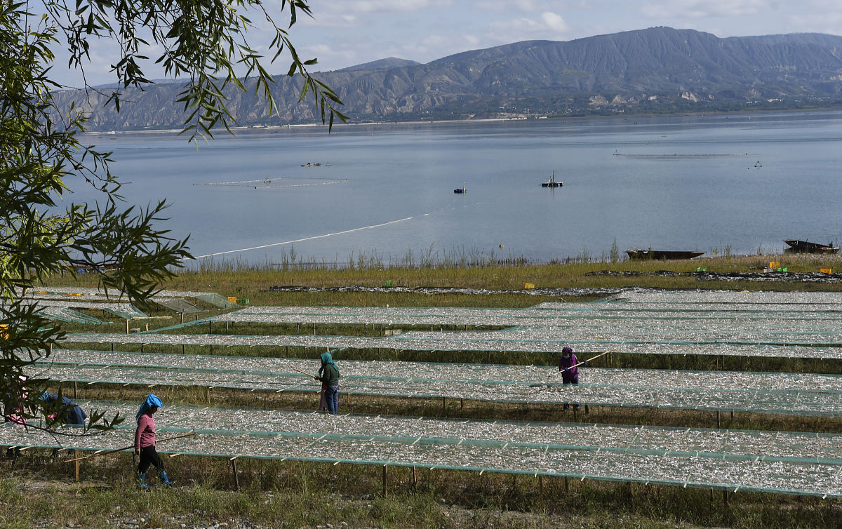临夏求助方式汇总：官方渠道及安全防范指南