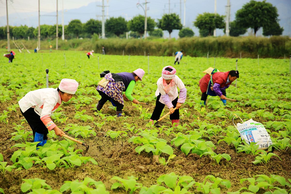 农业社会实践心得体会：1000字感悟与反思
