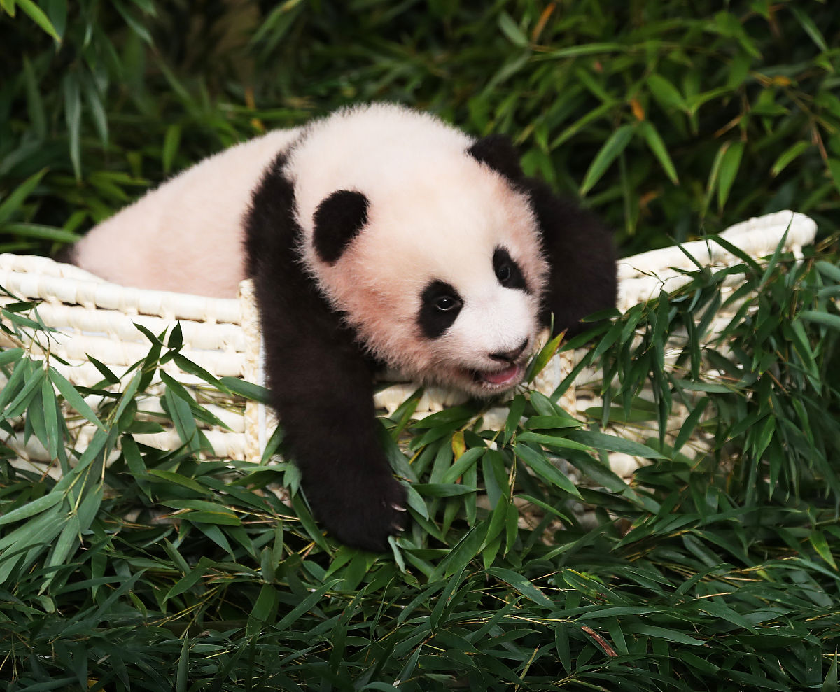 姓游宝宝取名：好听有寓意的小名推荐