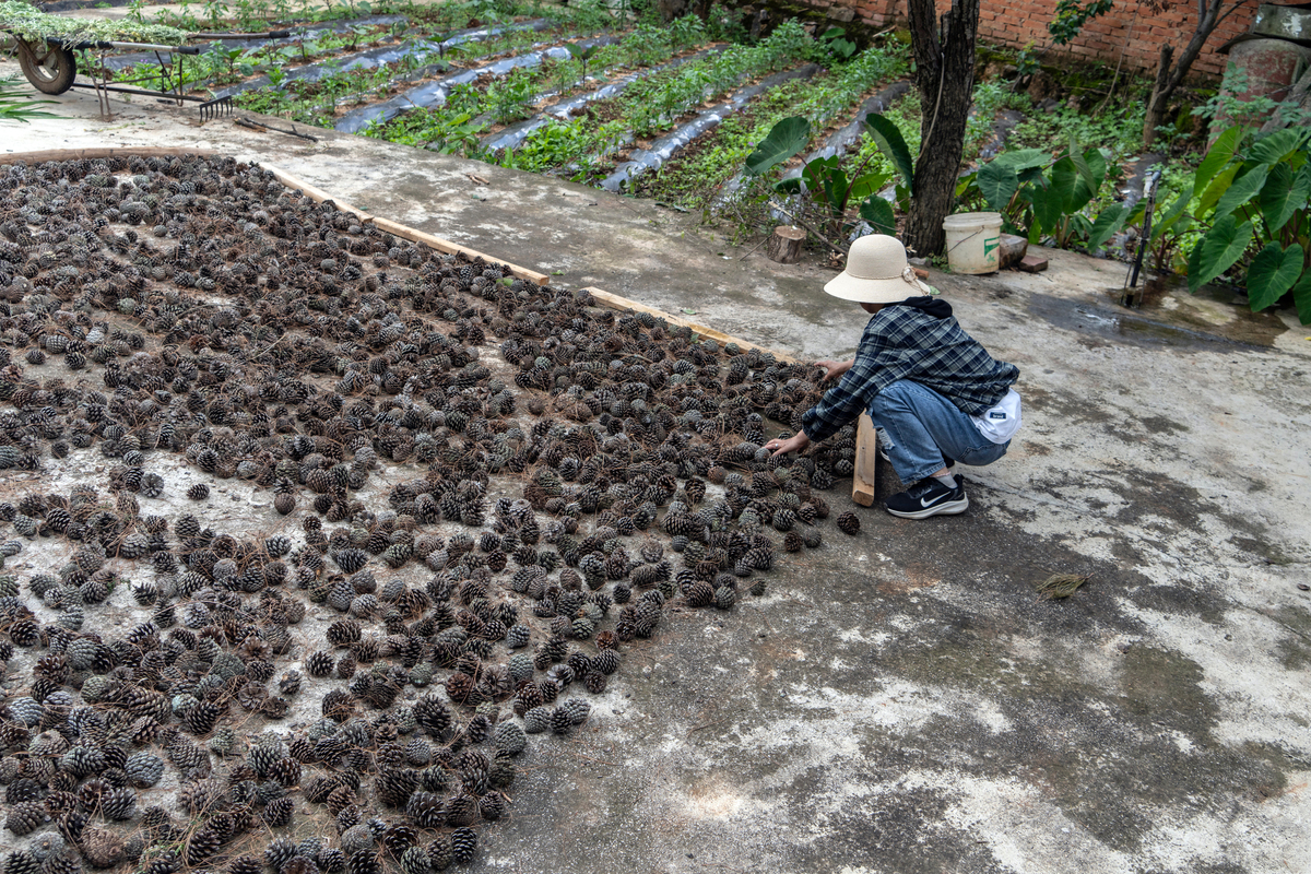 今年镜心湖菌业生产的黑木耳菌包春耳第一茬正式开始采摘