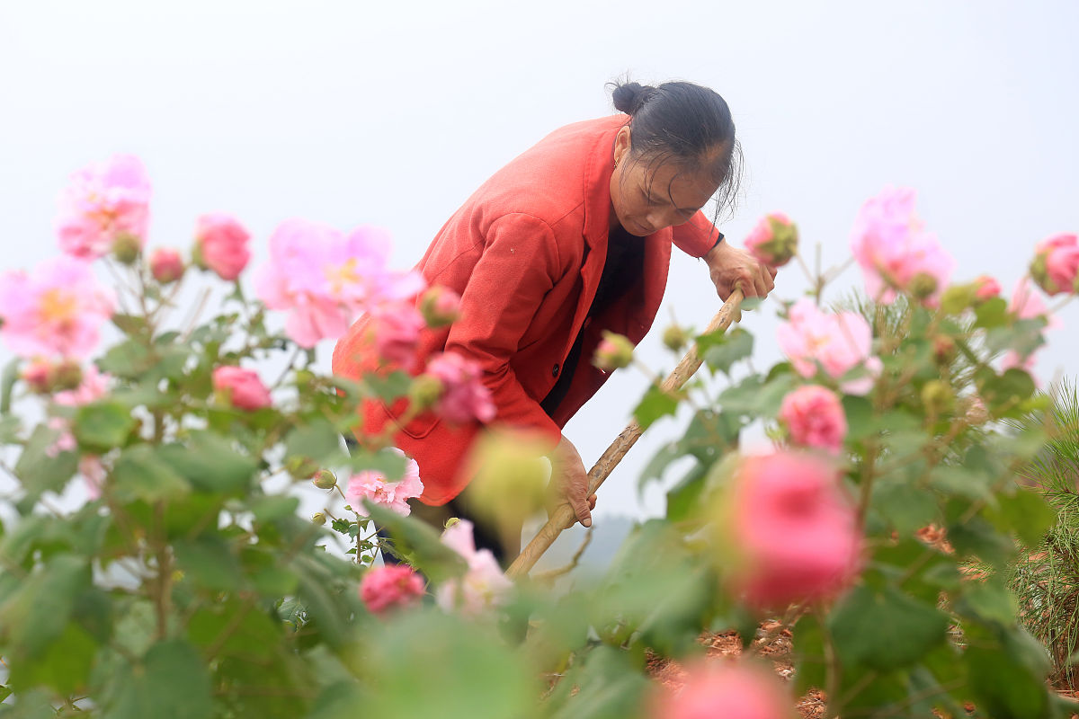 贵州省农业广播电视学校中草药栽培技术专业：热门专业吗？