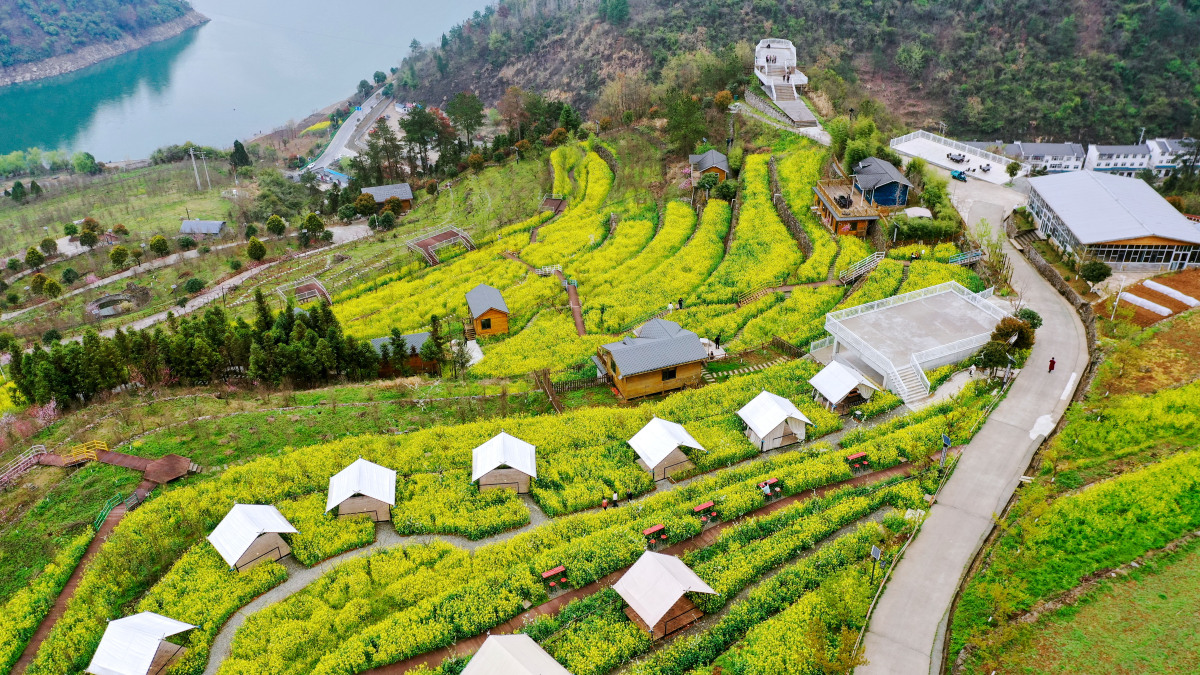 在这个时节,湖北的龙王垭观光茶园旅游区和朱湖湿地生态公