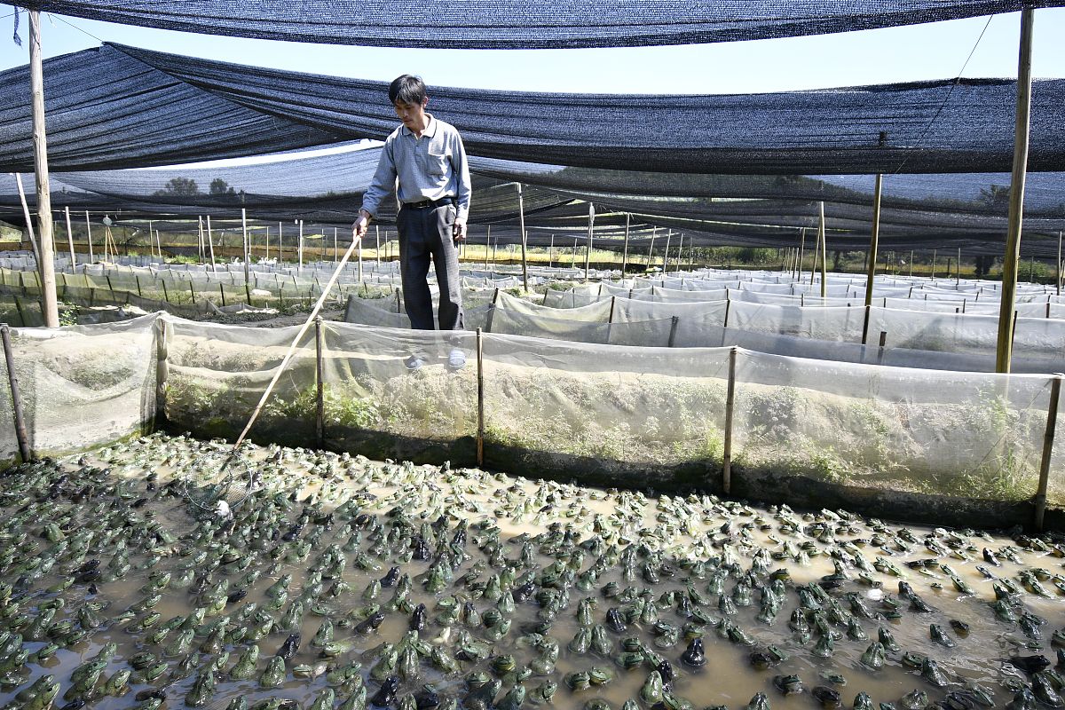 吉林省在林蛙养殖方面也进行了不少探索和推广通过引进技术、推广培训、建立标准化养殖基地等方式提高了养殖效益和产品品质助力了林蛙养殖的稳步发展。同时政府也加大了对林蛙产业的扶持力度为农民提供了各种形式的政策支持和资金扶持促进了林蛙养殖持续发展。将这句话进行详细描写引用数据进行描述