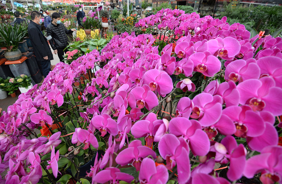 花卉与生物工程：融合发展与未来展望