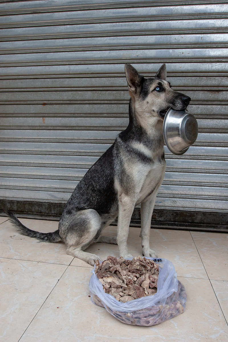 重庆市农业学校宠物养护与经营专业:课程设置与未来发展 重庆市农业学校宠物养护与经营专业:课程设置与未来发展