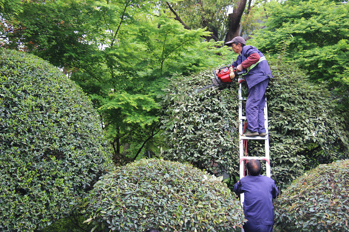 乔木修剪的背景是什么