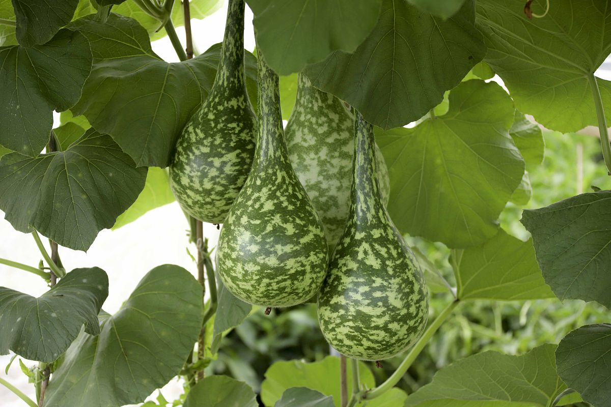 曲靖国家重点农业学校五年制招生：植物科学、动物科学、农业经济等专业