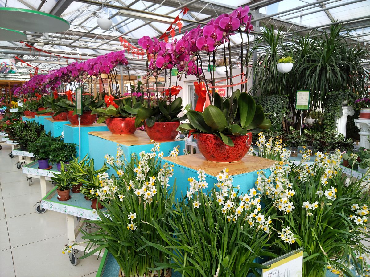 2019年1月21日,北京,春节临近,年宵花开始大量上市,五颜六色的鲜花增